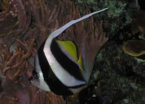 Schooling bannerfish (Heniochus diphreutes) in the Red Sea