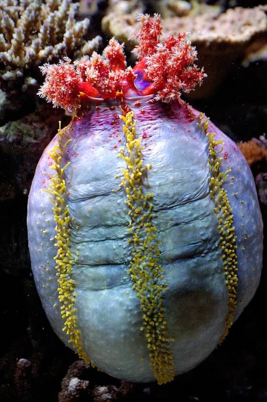 Sea apple (Pseudocolochirus violaceus) in the Red Sea