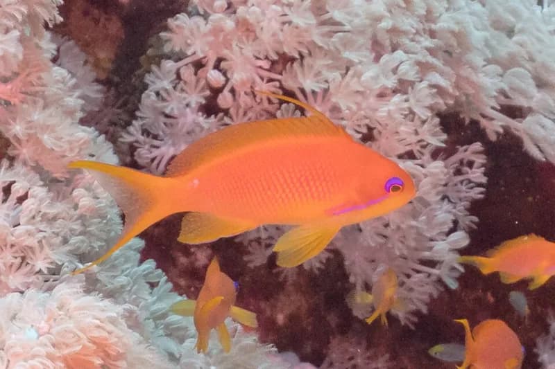 Sea goldie (Pseudanthias squamipinnis) in the Red Sea