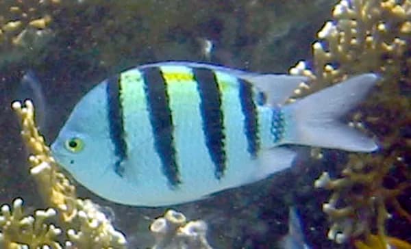 Sergeant major (Abudefduf saxatilis) in the Red Sea