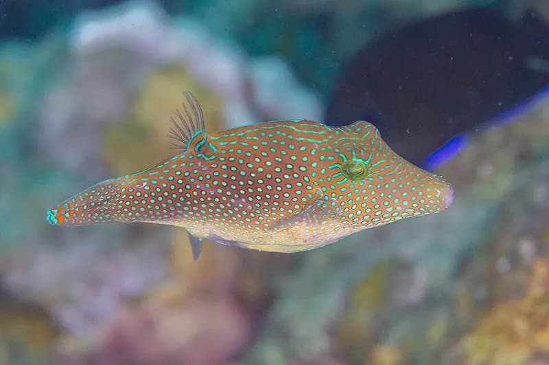 Sharpnose puffer (Canthigaster margaritata) in the Red Sea