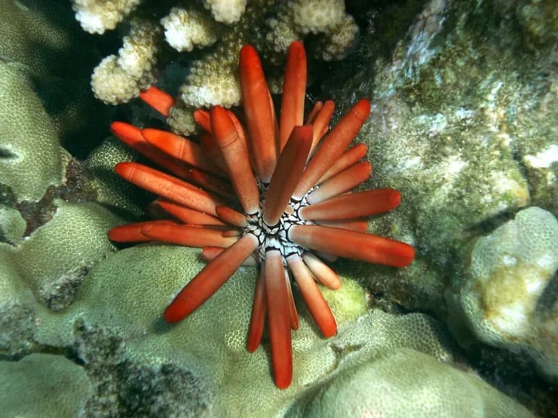 Slate pencil urchin (Heterocentrotus mamillatus) in the Red Sea