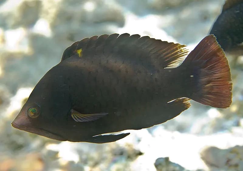 Slingjaw wrasse (Epibulus insidiator) in the Red Sea