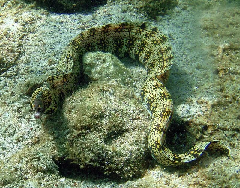Snowflake moray (Echidna nebulosa) in the Red Sea