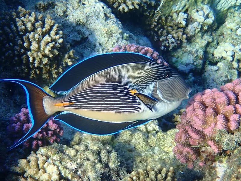 Sohal surgeonfish (Acanthurus sohal) in the Red Sea