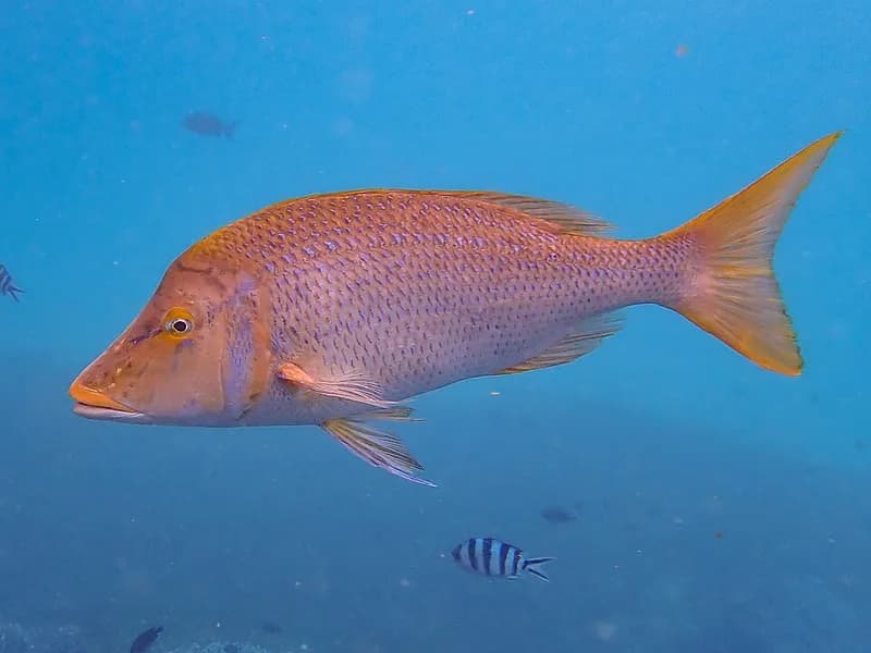 Spangled emperor (Lethrinus nebulosus) in the Red Sea