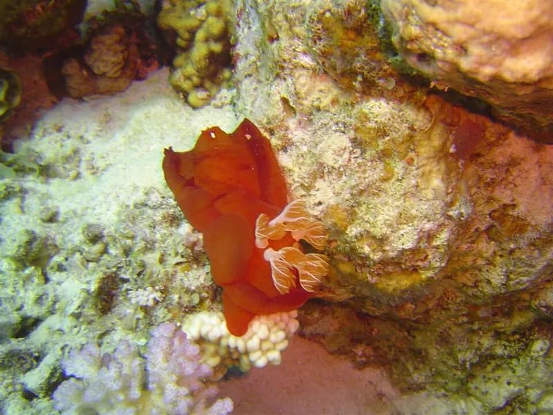 Spanish dancer (Hexabranchus sanguineus) in the Red Sea