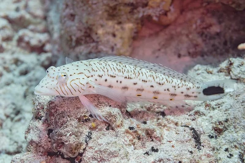 Speckled sandperch (Parapercis hexophtalma) in the Red Sea