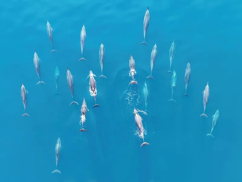 Spinner dolphin in the Red Sea
