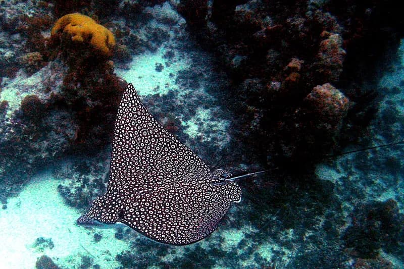 Spotted eagle ray in the Red Sea