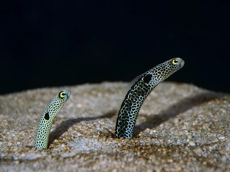 Spotted garden eel (Heteroconger hassi) in the Red Sea
