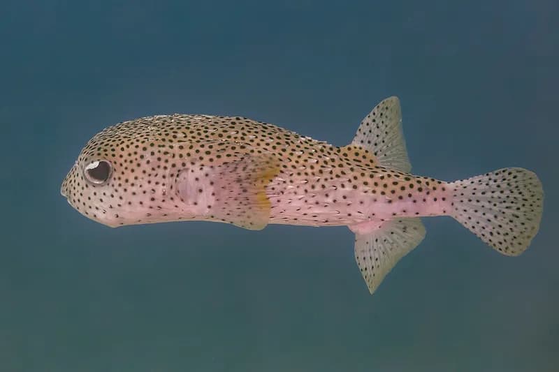 Spotted porcupinefish (Diodon hystrix) in the Red Sea