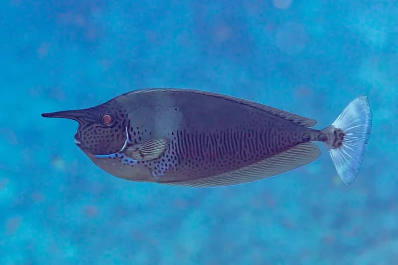 Spotted unicornfish (Naso brevirostris) in the Red Sea