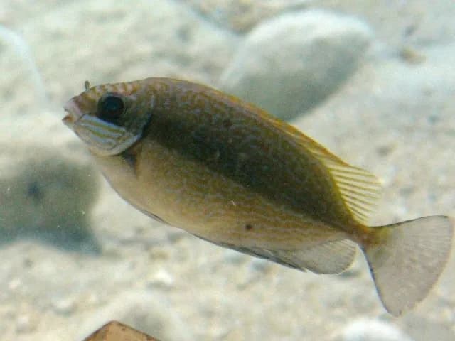 Squaretail rabbitfish (Siganus luridus) in the Red Sea
