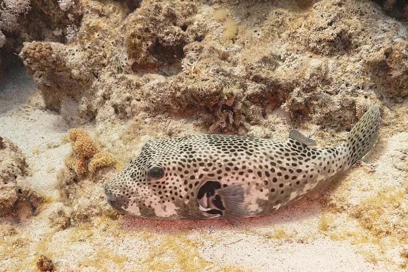 Starry puffer (Arothron stellatus) in the Red Sea