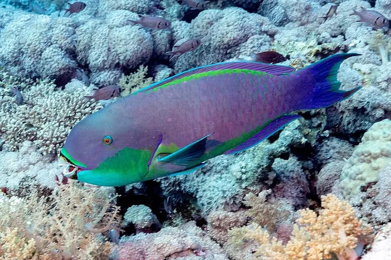 Steephead parrotfish (Chlorurus gibbus) in the Red Sea