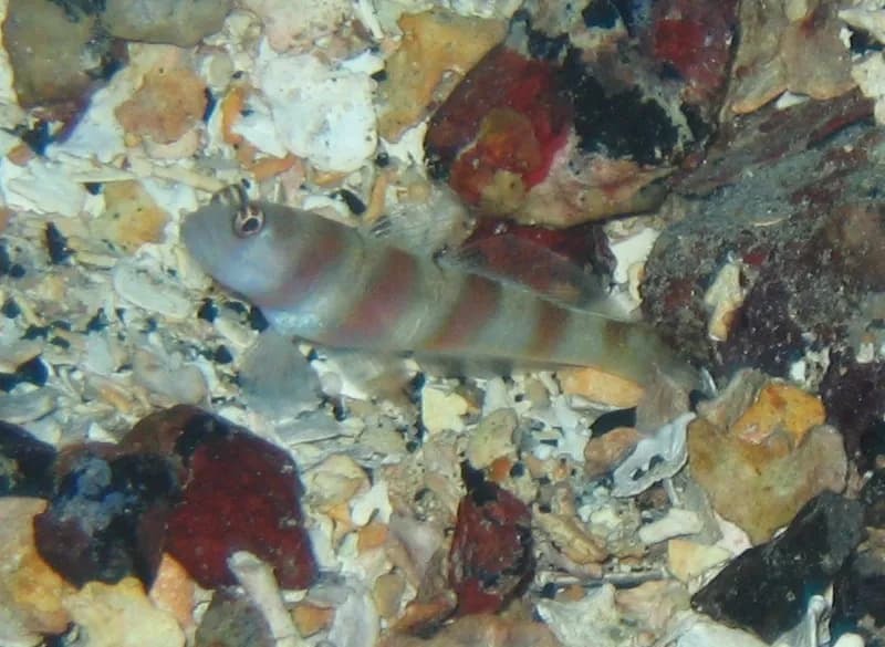 Steinitz' shrimpgoby (Amblyeleotris steinitzi) in the Red Sea