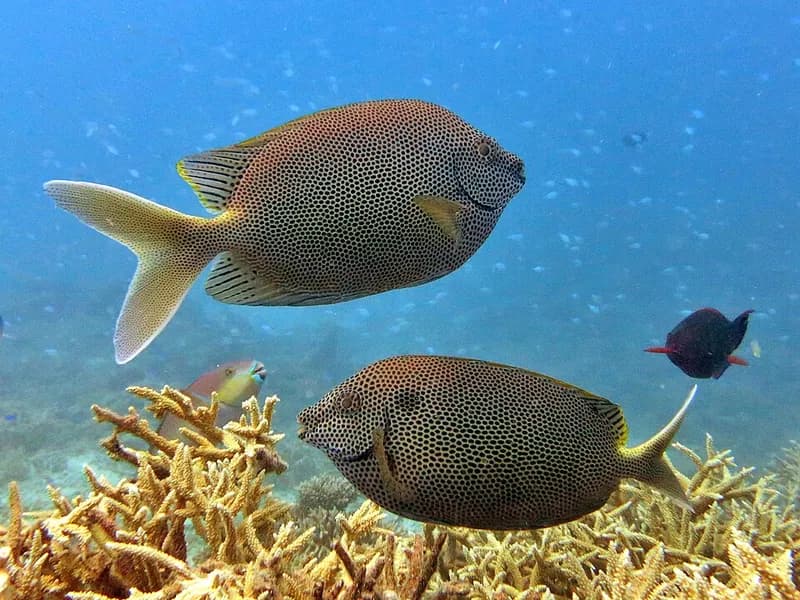 Stellate rabbitfish (Siganus stellatus) in the Red Sea