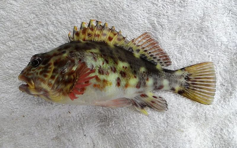 Stocky hawkfish (Cirrhitus pinnulatus) in the Red Sea