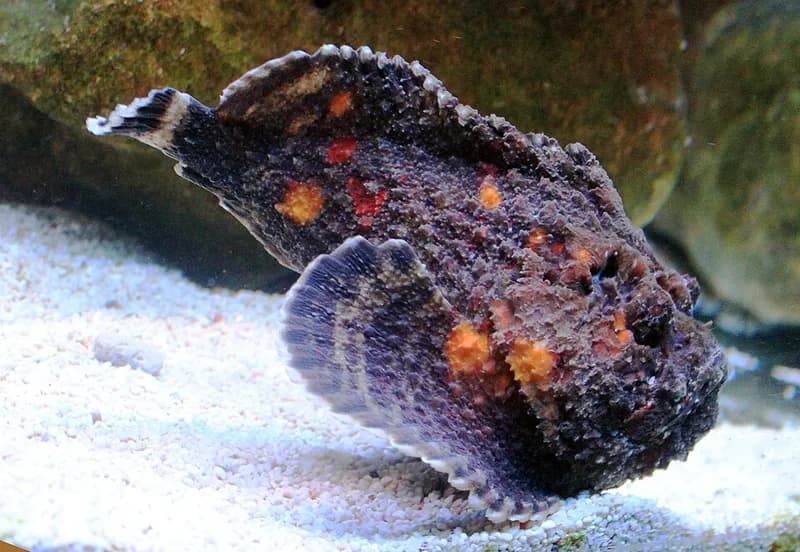 Stonefish (Synanceia verrucosa) in the Red Sea