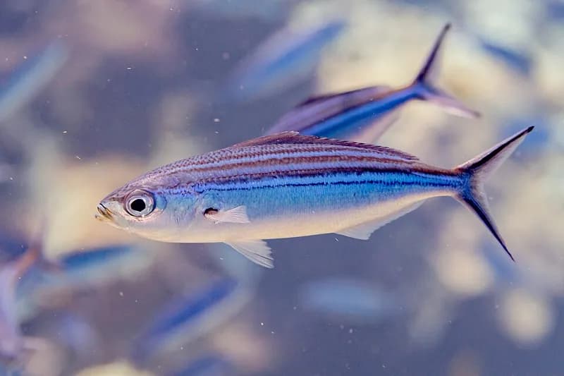 Striated fusilier (Caesio striata) in the Red Sea