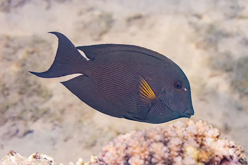 Striated surgeonfish (Ctenochaetus striatus) in the Red Sea