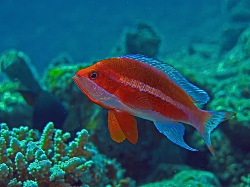 Striped anthias (Pseudanthias taeniatus) in the Red Sea