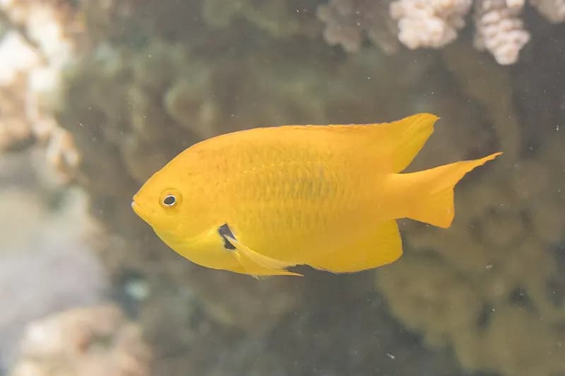 Sulphur damsel (Pomacentrus sulfureus) in the Red Sea