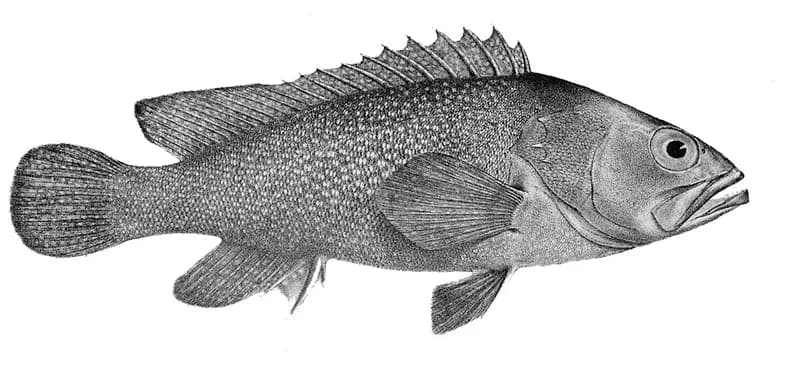 Summan grouper (Epinephelus summana) in the Red Sea