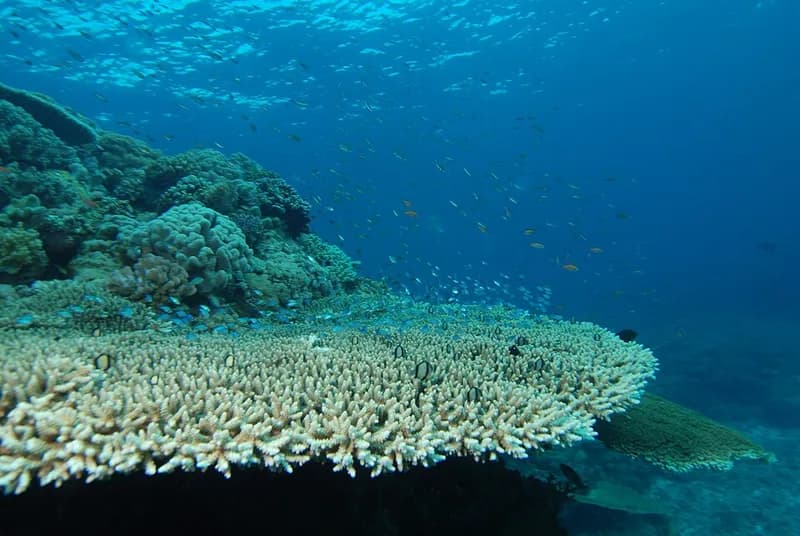 Table coral (Acropora pharaonis) in the Red Sea