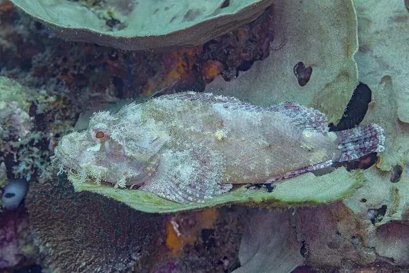 Tassled scorpionfish (Scorpaenopsis oxycephala) in the Red Sea