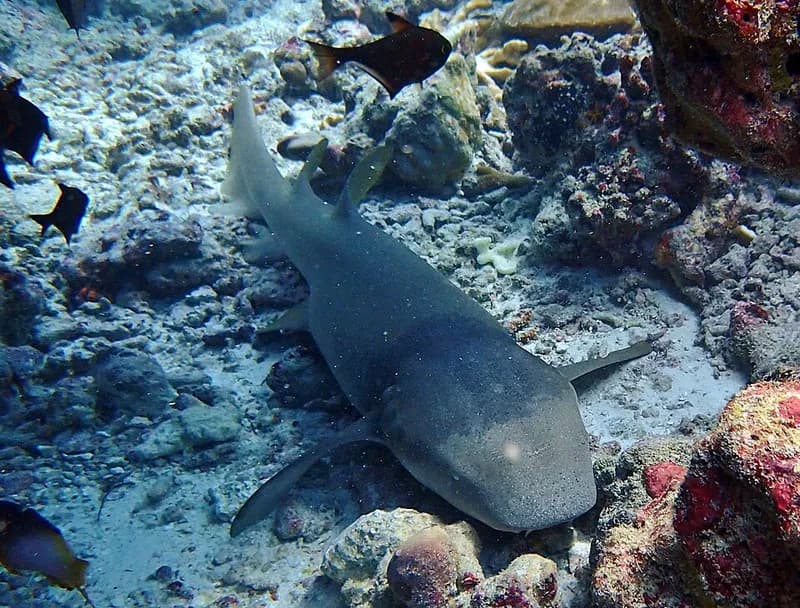 Tawny nurse shark (Nebrius ferrugineus) in the Red Sea