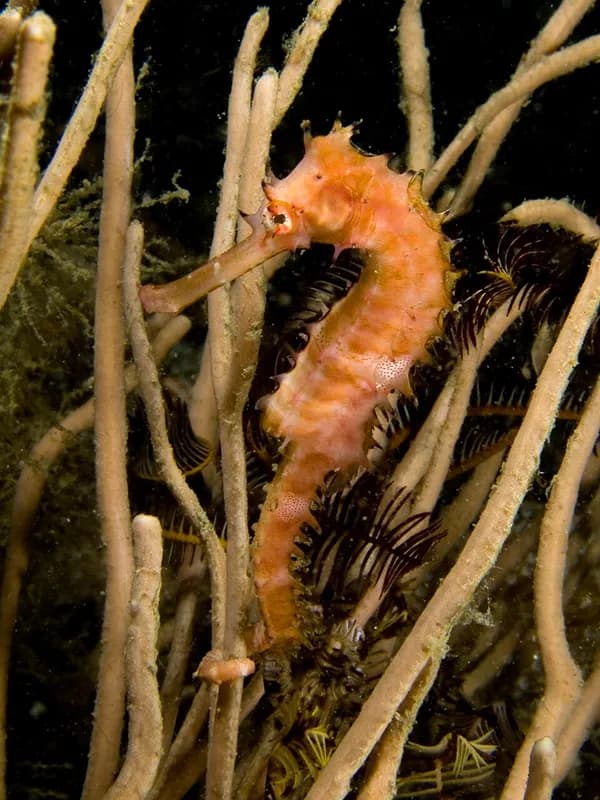 Thorny seahorse (Hippocampus histrix) in the Red Sea