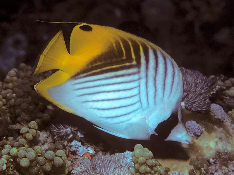 Threadfin butterflyfish (Chaetodon auriga) in the Red Sea