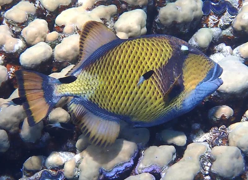 Titan triggerfish (Balistoides viridescens) in the Red Sea
