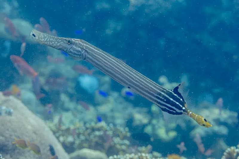 Trumpetfish (Aulostomus chinensis) in the Red Sea