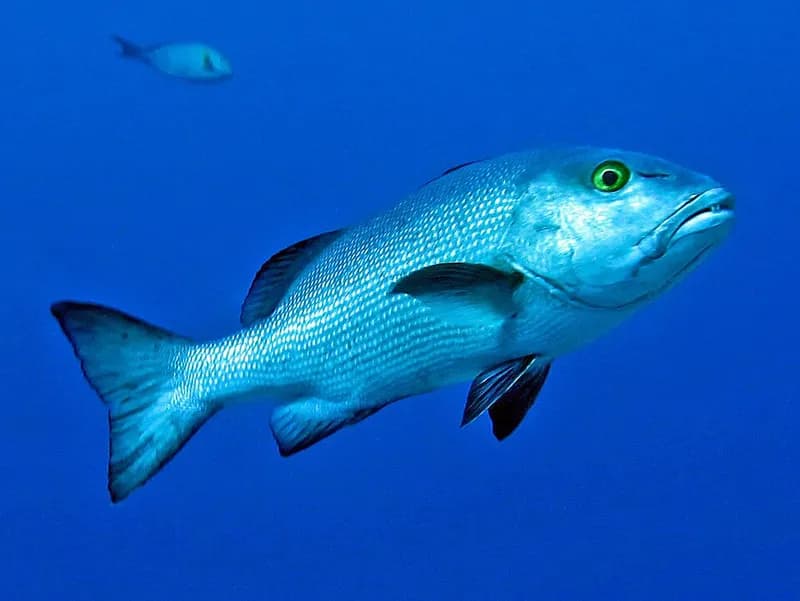 Twinspot snapper (Lutjanus bohar) in the Red Sea