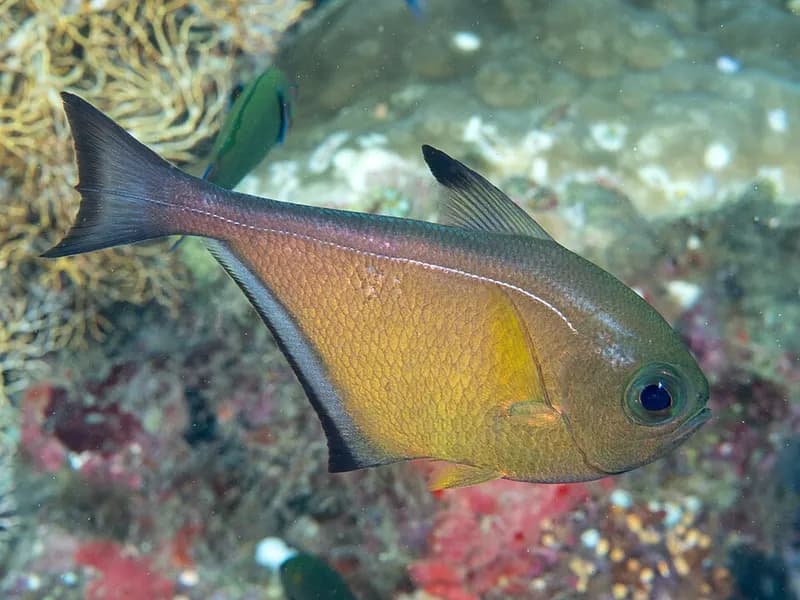 Vanikoro sweeper (Pempheris vanicolensis) in the Red Sea