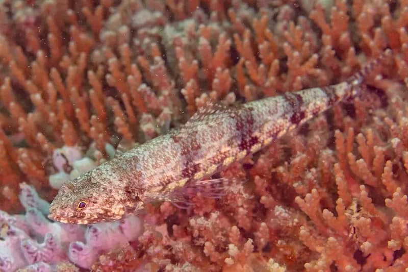 Variegated lizardfish (Synodus variegatus) in the Red Sea