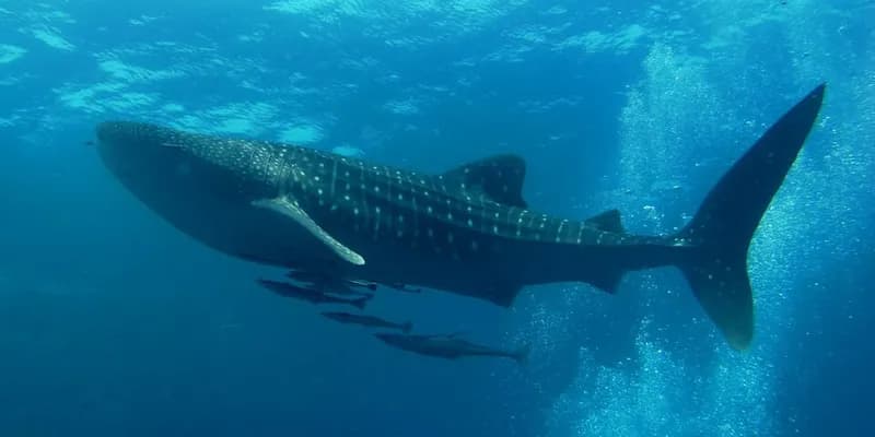 Whale shark in the Red Sea