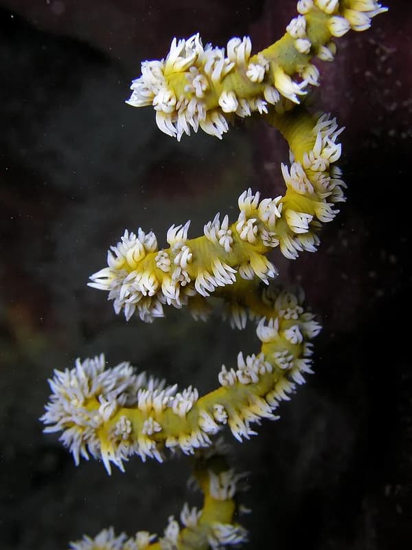 Whip coral (Cirrhipathes anguina) in the Red Sea