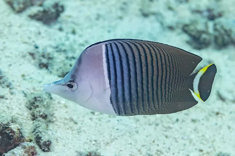 White-face butterflyfish (Chaetodon mesoleucos) in the Red Sea