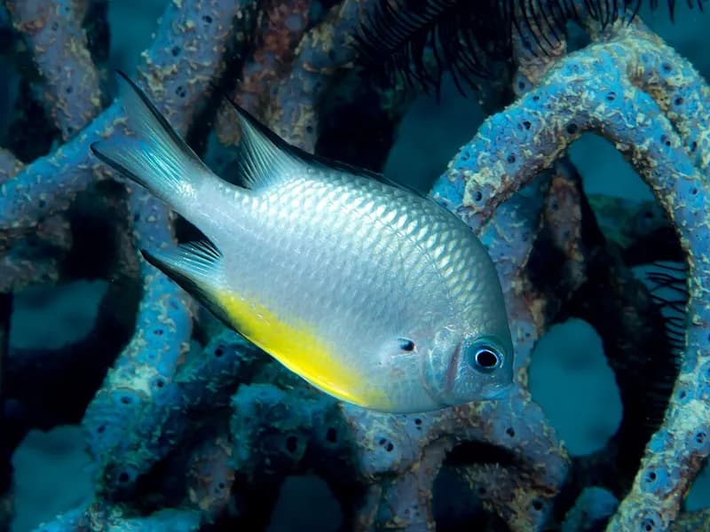 Whitebelly damsel (Amblyglyphidodon leucogaster) in the Red Sea