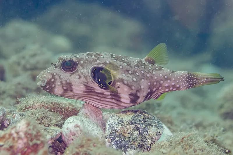 Whitespotted puffer (Arothron hispidus) in the Red Sea