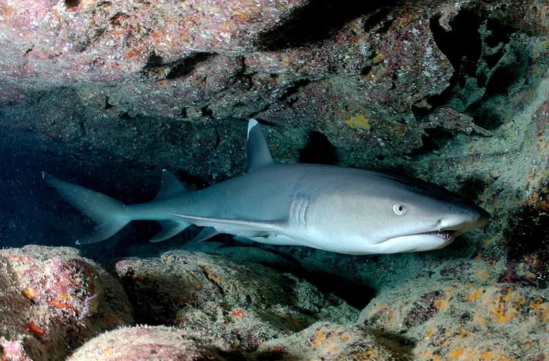 Whitetip reef shark (Triaenodon obesus) in the Red Sea