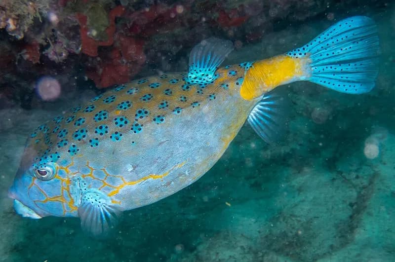Yellow boxfish (Ostracion cubicus) in the Red Sea