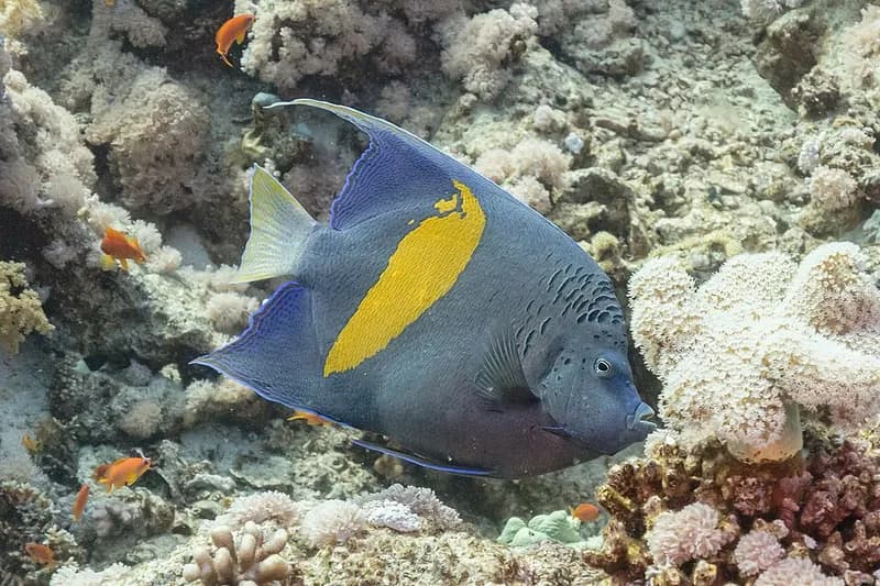 Yellowbar angelfish (Pomacanthus maculosus) in the Red Sea