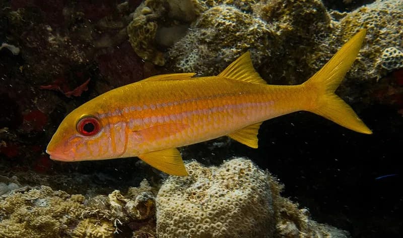 Yellowfin goatfish (Mulloidichthys vanicolensis) in the Red Sea