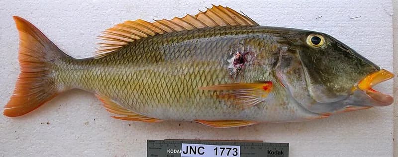 Yellowlip emperor (Lethrinus xanthochilus) in the Red Sea