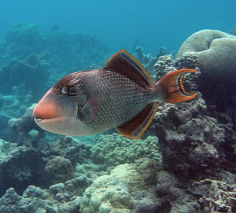 Yellowmargin triggerfish (Pseudobalistes flavimarginatus) in the Red Sea